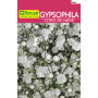 GYPSOPHILA COPO DE NIEVE (6)