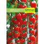 TOMATE CHERRY PRINCIPE BORGHESE S.E.(10)