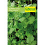 CILANTRO LONG STANDING S.E. X 5G (10)