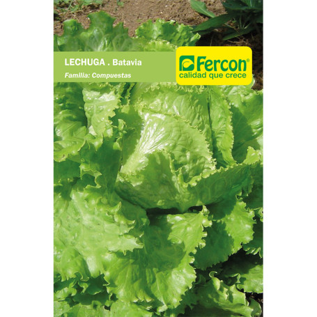 LECHUGA BATAVIA S.E. X 2G (10)